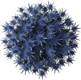 Cute Eryngium Bouquet - Flowers Box London