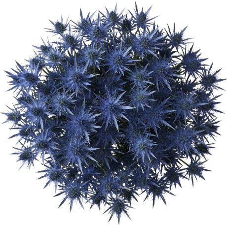 Cute Eryngium Bouquet - Flowers Box London