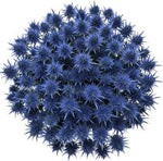 Cute Eryngium Bouquet - Flowers Box London