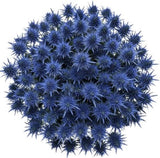 Cute Eryngium Bouquet - Flowers Box London