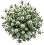 Cute Eryngium Bouquet - Flowers Box London
