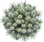 Cute Eryngium Bouquet - Flowers Box London