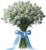 Cute Eryngium Bouquet - Flowers Box London