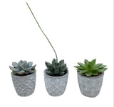 Cute Mini Succulent Trio in Patterns Pot - Flowers Box London