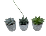 Cute Mini Succulent Trio in Patterns Pot - Flowers Box London