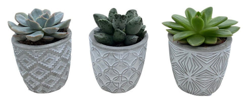 Cute Mini Succulent Trio in Patterns Pot