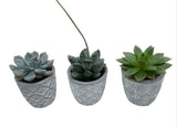 Cute Mini Succulent Trio in Patterns Pot - Flowers Box London
