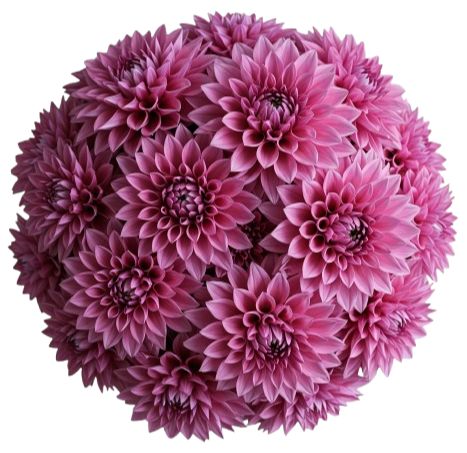 Cute Pink Dahlia Bouquet