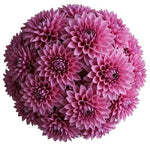 Cute Pink Dahlia Bouquet - Flowers Box London