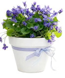 Cute Violets in Pot - Flowers Box London