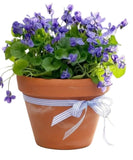 Cute Violets in Pot - Flowers Box London