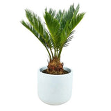 Cycas Revoluta in Ceramic Pot - Flowers Box London