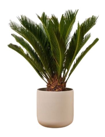 Cycas Revoluta in Ceramic Pot - Flowers Box London
