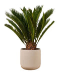 Cycas Revoluta in Ceramic Pot