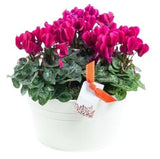Cyclamen Trio Pot - Flowers Box London
