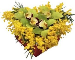 Cymbidium Orchids with Mimosa in a Box - Flowers Box London