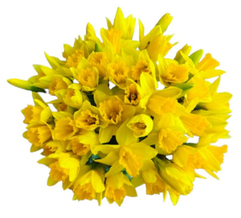 Daffoldis Bouquet