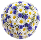 Daisies and Cornflowers Bouquet - Flowers Box London