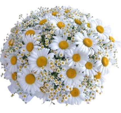 Daisies and Tanacetum Bouquet - Flowers Box London