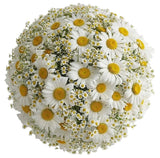 Daisies and Tanacetum Bouquet - Flowers Box London