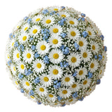 Daisies with Blue Forget Me Not and Gypsophila Bouquet - Flowers Box London