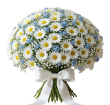 Daisies with Blue Forget Me Not and Gypsophila Bouquet - Flowers Box London
