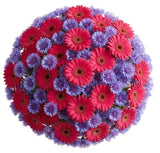 Daisy Gerbera with Blue Cornflowers Bouquet - Flowers Box London