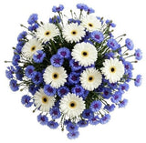Daisy Gerbera with Blue Cornflowers Bouquet - Flowers Box London