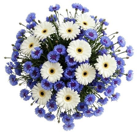 Daisy Gerbera with Blue Cornflowers Bouquet - Flowers Box London