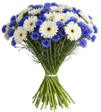 Daisy Gerbera with Blue Cornflowers Bouquet - Flowers Box London