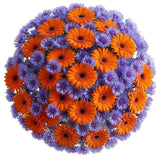 Daisy Gerbera with Blue Cornflowers Bouquet - Flowers Box London