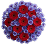 Daisy Gerbera with Blue Cornflowers Bouquet - Flowers Box London