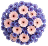 Daisy Gerbera with Blue Cornflowers Bouquet - Flowers Box London
