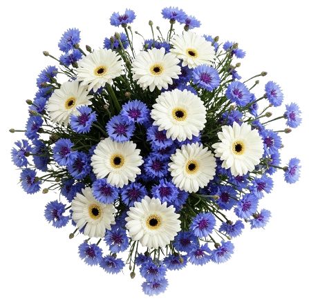 Daisy Gerbera with Blue Cornflowers Bouquet