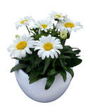 Daisy Leucanthemum in Ceramic Pot - Flowers Box London