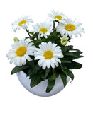 Daisy Leucanthemum in Ceramic Pot - Flowers Box London