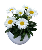 Daisy Leucanthemum in Ceramic Pot - Flowers Box London