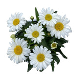 Daisy Leucanthemum in Ceramic Pot - Flowers Box London