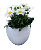 Daisy Leucanthemum in Ceramic Pot - Flowers Box London