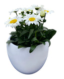 Daisy Leucanthemum in Ceramic Pot - Flowers Box London