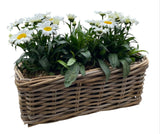 Daisy Leucanthemum in Rattan Basket - Flowers Box London