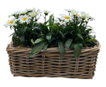 Daisy Leucanthemum in Rattan Basket