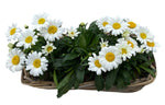 Daisy Leucanthemum in Rattan Basket