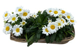 Daisy Leucanthemum in Rattan Basket