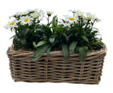 Daisy Leucanthemum in Rattan Basket - Flowers Box London