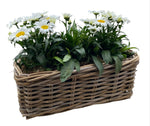 Daisy Leucanthemum in Rattan Basket