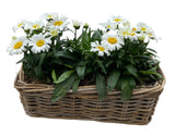Daisy Leucanthemum in Rattan Basket - Flowers Box London