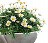 Daisy Marguerite in Ceramic Bowl - Flowers Box London