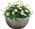 Daisy Marguerite in Ceramic Bowl - Flowers Box London
