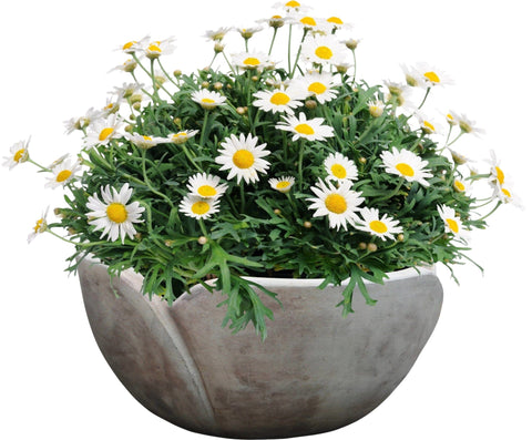 Daisy Marguerite in Ceramic Bowl - Flowers Box London